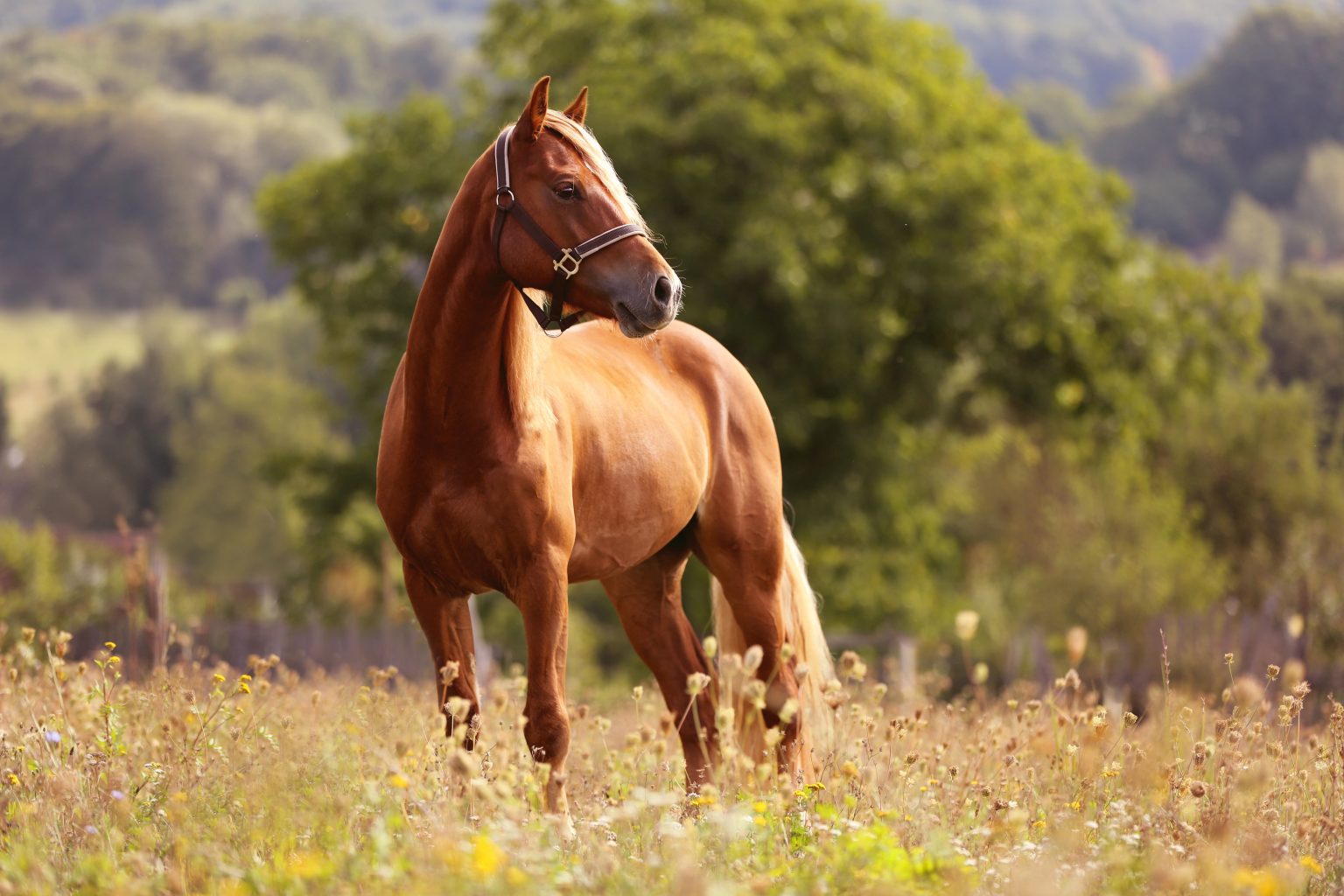 Horse. Коричневая лошадь. Лошадь стоит. Лошадь рыжуха. Конь стоящий.